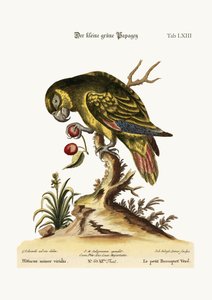 Il piccolo pappagallo verde